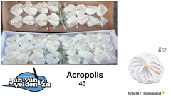 Anthurium Acropolis 11cm Hd