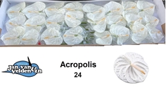 Anthurium Acropolis 11cm Hd