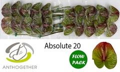 Anthurium Absolute 9cm Hd