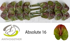Anthurium Absolute 11cm Hd