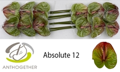 Anthurium Absolute 13cm Hd
