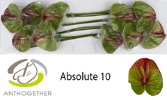 Anthurium Absolute 15cm Hd