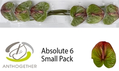 Anthurium Absolute 13cm Hd