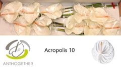 Anthurium Acropolis 15cm Hd