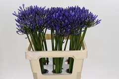 Agapanthus Uri 60cm