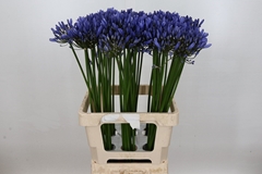Agapanthus Uri 70cm