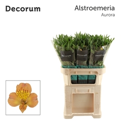 Alstroemeria Aurora 75cm 80gr.