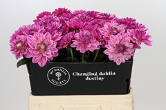 Dahlia Annamarie 60cm