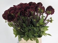 Dahlia Black Diamond 55cm