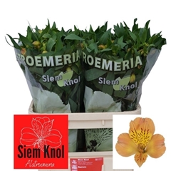 Alstroemeria Aurora 75cm 50gr.