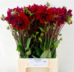 Dahlia Arabian Night 50cm