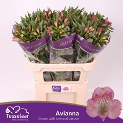 Alstroemeria Avianna 75cm 65gr.