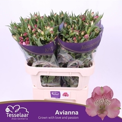 Alstroemeria Avianna 75cm 75gr.