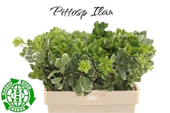 Pittosporum Tobira Ilan 55cm
