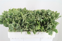 Pittosporum Tobira Ilan 40cm