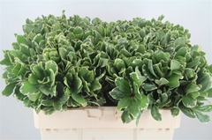 Pittosporum Tobira Ilan 55cm