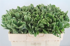 Pittosporum Tobira Ilan 50cm