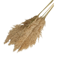 Dried Flowers Pampas 100cm X5