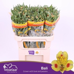 Alstroemeria Bali 75cm 60gr.