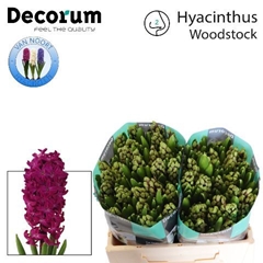 Hyacinthus Woodstock 30cm 30-buds