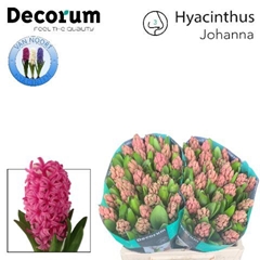 Hyacinthus Johanna 30cm 30-buds