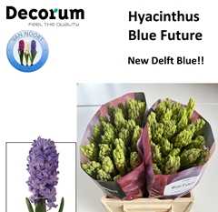 Hyacinthus Orientalis Blue Future 30cm 30-buds