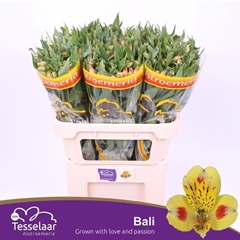 Alstroemeria Bali 75cm 60gr.