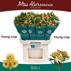 Alstroemeria Bali 70cm 40gr.