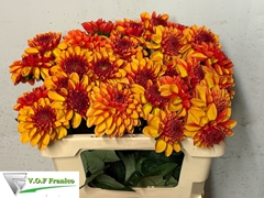 Dahlia American Sun 50cm