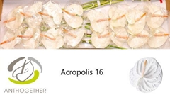 Anthurium Acropolis 11cm Hd