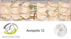 Anthurium Acropolis 13cm Hd