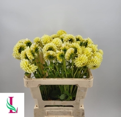 Dahlia Banana Baby 55cm