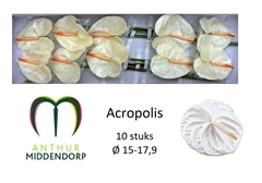Anthurium Acropolis 15cm Hd