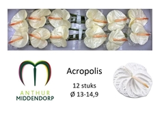 Anthurium Acropolis 13cm Hd