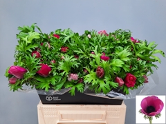 Anemone Coronaria Marianne Orchid 40cm