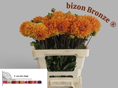 Dahlia Bizon Bronze 55cm