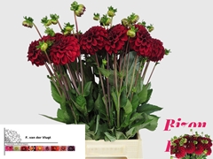Dahlia Bizon Red 55cm