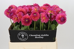 Dahlia Barbados 60cm