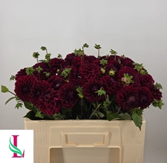 Dahlia Black Fox 50cm