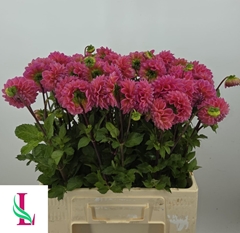 Dahl Dikara Superb 60cm