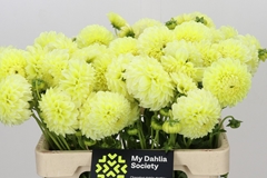 Dahlia Banana Baby 55cm