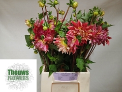 Dahlia Aloha 50cm