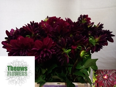 Dahlia Arabian Night 50cm