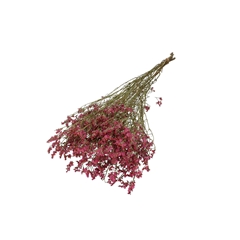Dried Flowers Limonium Diamond 70cm