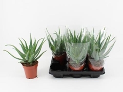 Aloe Arborescens 12Ø 35cm