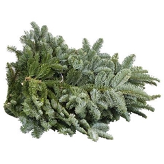 Abies Nobilis Whiteband 5kg