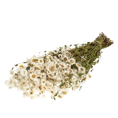 Dried Flowers Rhodante 50cm 60g