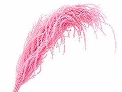Amaranthus Caudatus Bleached Pink Per Bunch 90cm