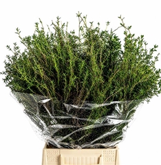 Euphorbia Spinosa Per Bunch 60cm