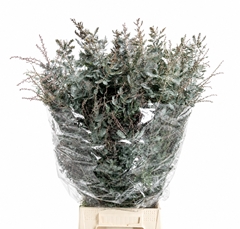 Acacia Baileyana Per Bunch 70cm 200gr.